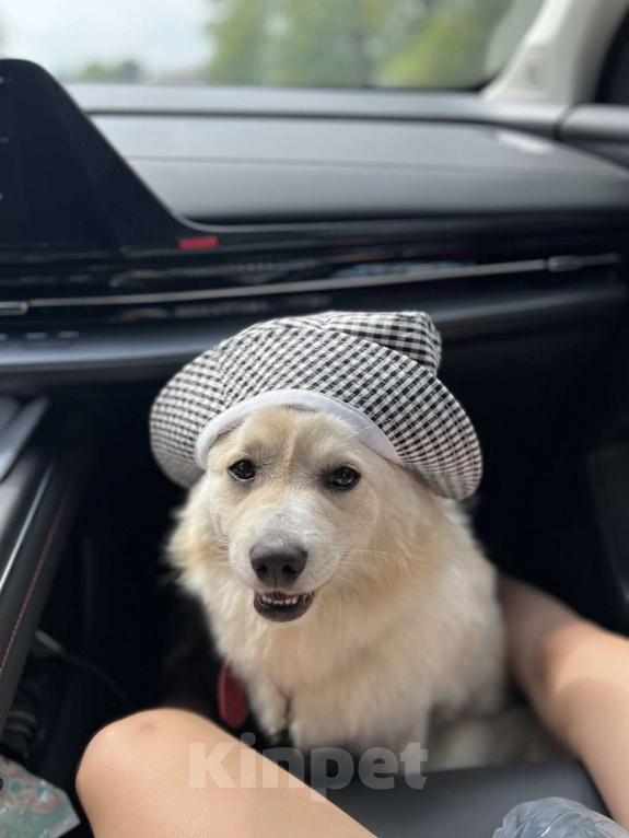 Собаки в Москве: Обратите внимание на пушистый комочек нежности под говорящим именем Персик!  Мальчик, Бесплатно - фото 6