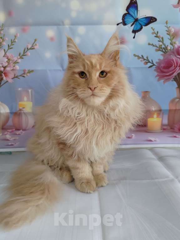 Кошки в Москве: Фавн Мальчик, 65 000 руб. - фото 6