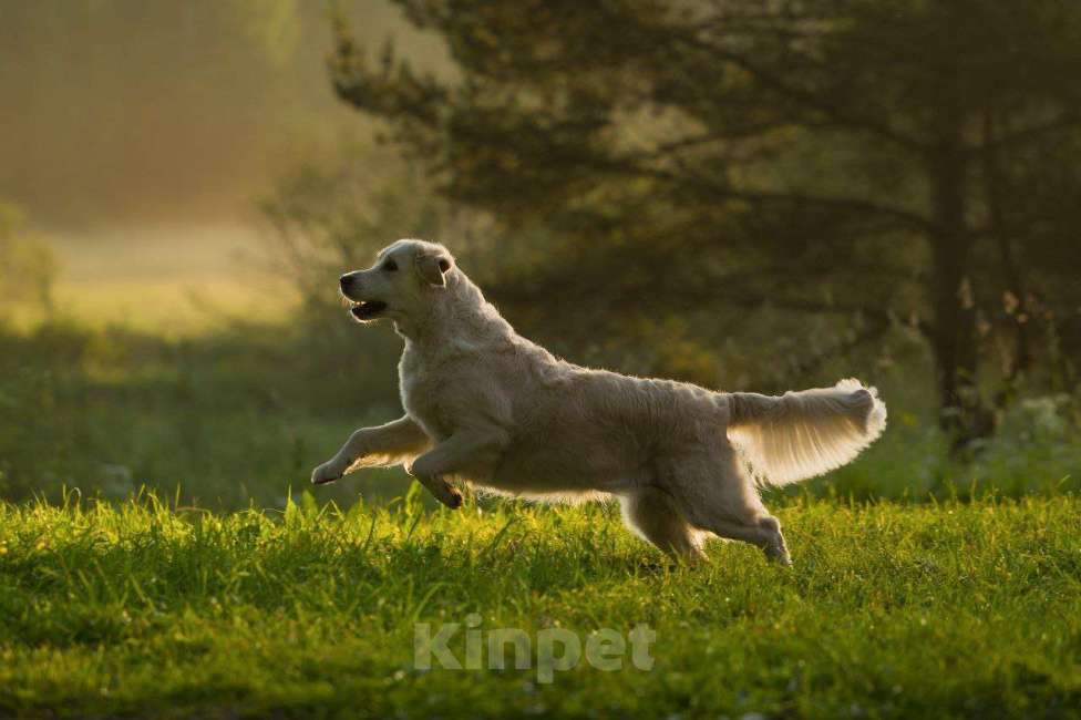 Собаки в Санкт-Петербурге: Щенки золотистого ретривера  Девочка, 90 000 руб. - фото 7