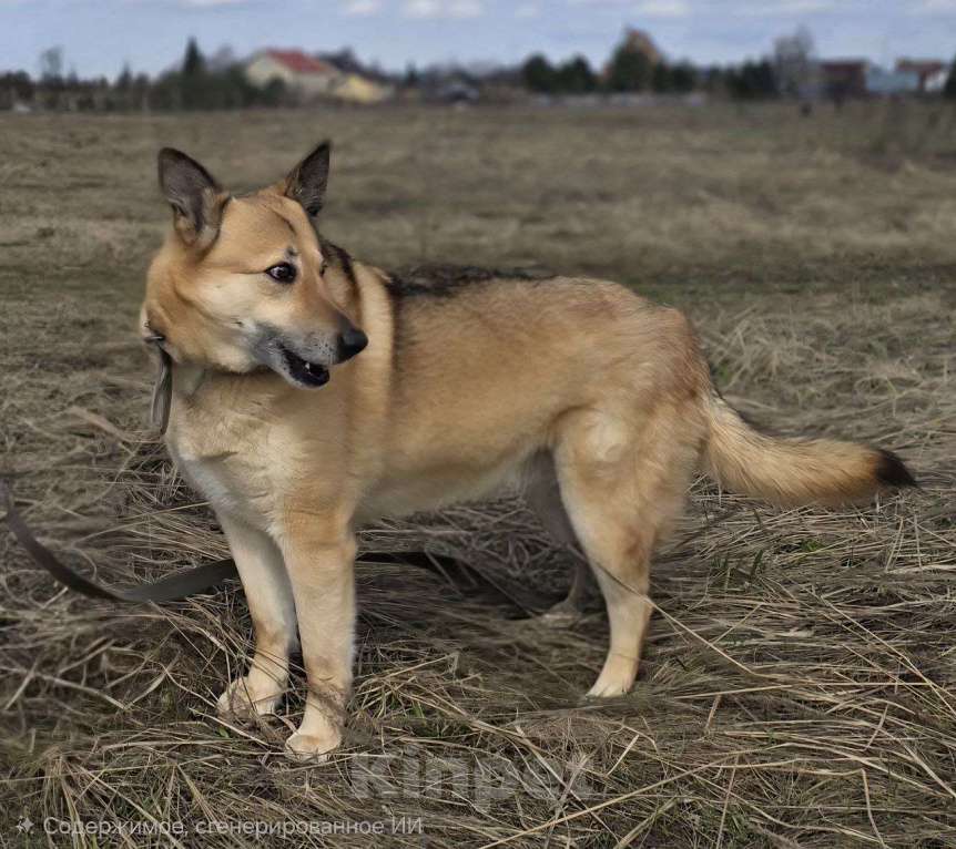 Собаки в Королеве: Любви не случилось… Девочка, Бесплатно - фото 4