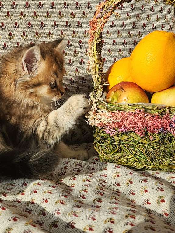 Кошки в Москве: Шотландские  котята Мальчик, 25 000 руб. - фото 1