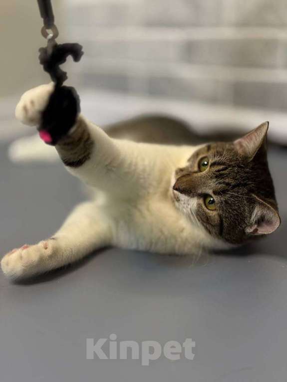 Кошки в Санкт-Петербурге: Ласковый котик Тима Мальчик, Бесплатно - фото 3