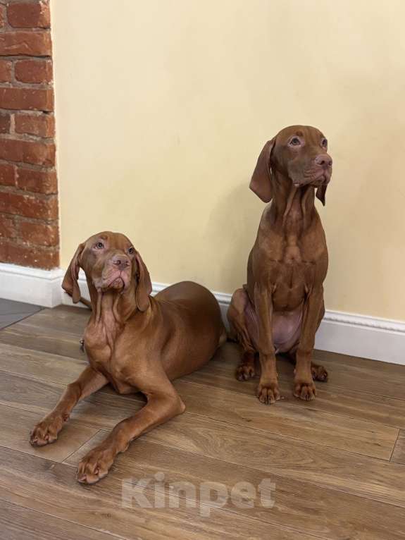 Собаки в Москве: Хью  Мальчик, Бесплатно - фото 7