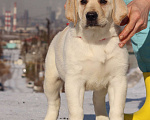 Собаки в Магнитогорске: лабрадор ретривер щенки Разнополые, 45 000 руб. - фото 1