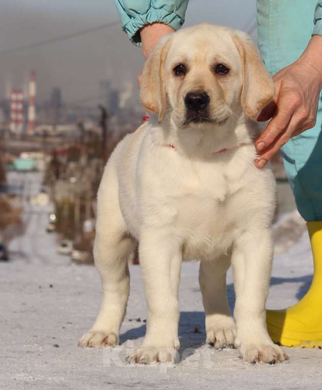 Собаки в Магнитогорске: лабрадор ретривер щенки Разнополые, 45 000 руб. - фото 1