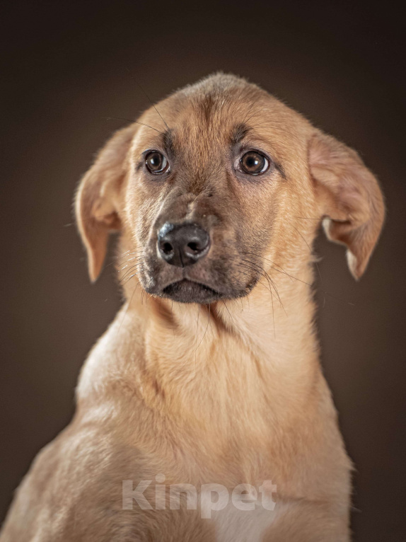 Собаки в Клине: Мегги — спокойная девочка ищет заботливые руки Девочка, Бесплатно - фото 4