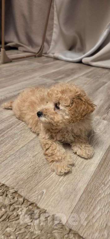 Собаки в Москве: Малыши Мальтипу Мальчик, Бесплатно - фото 2