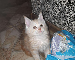 Кошки в Малмыже: Мейн-куны, 10 000 руб. - фото 3