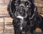 Собаки в Касимове: Щенок американского кокер спаниеля  Мальчик, 40 000 руб. - фото 1