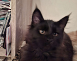 Кошки в Москве: Черный принц. Мальчик, 20 000 руб. - фото 2
