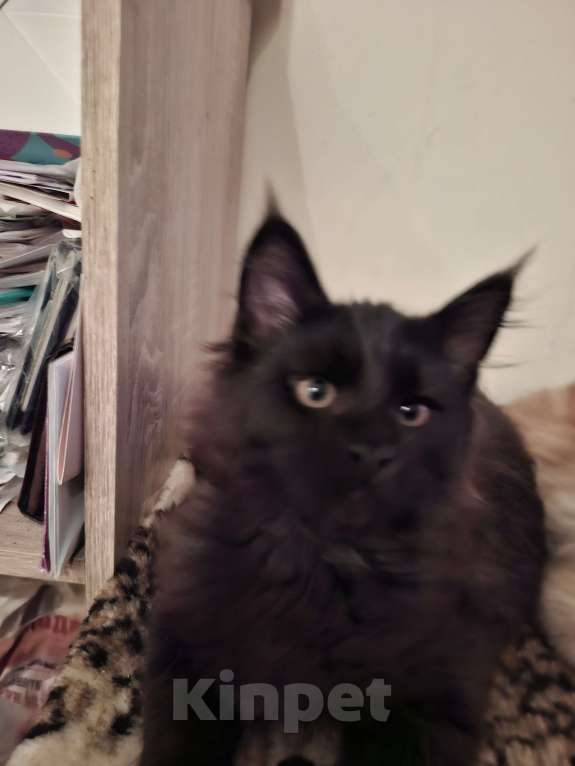 Кошки в Москве: Черный принц. Мальчик, 20 000 руб. - фото 2