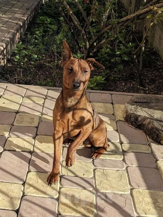 Собаки в Севастополе: Отдам в хорошие руки 🐾 Цвергпинчер Мальчик, Бесплатно - фото 2