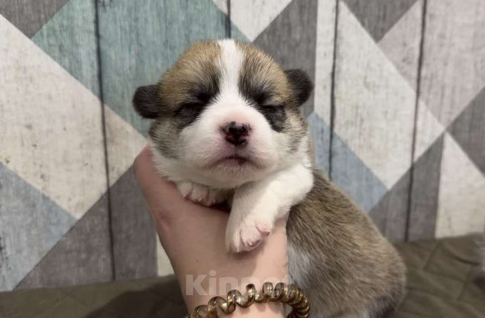 Собаки в Ярославле: Щенки вельш корги пемброк Разнополые, 55 000 руб. - фото 3