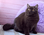 Кошки в Санкт-Петербурге: Британка ищет дом Девочка, 5 000 руб. - фото 1