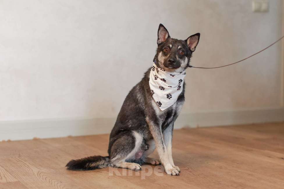 Собаки в Москве: Маленький волчонок Боб Мальчик, Бесплатно - фото 1