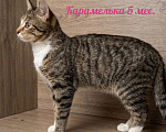 Кошки в Люберцах: В добрые руки: три черные кошечки Девочка, Бесплатно - фото 8