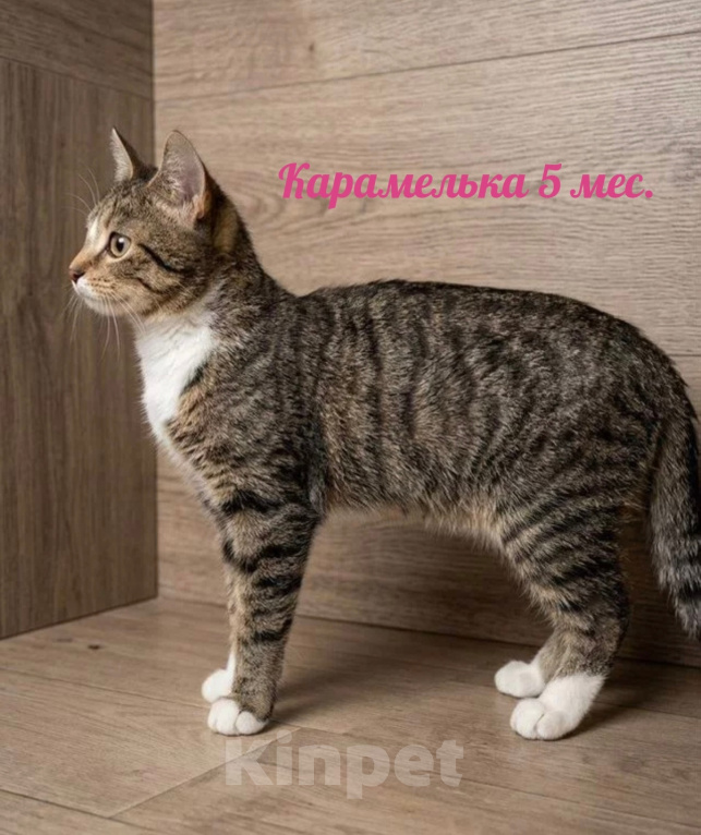 Кошки в Люберцах: В добрые руки: три черные кошечки Девочка, Бесплатно - фото 8