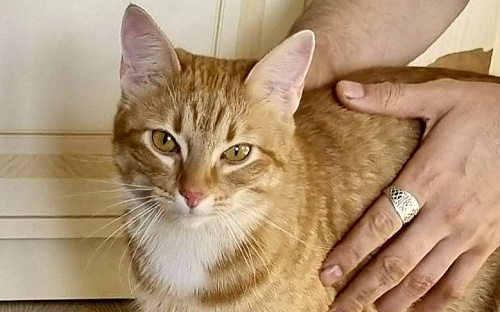 Кошечка Фрося ищет дом