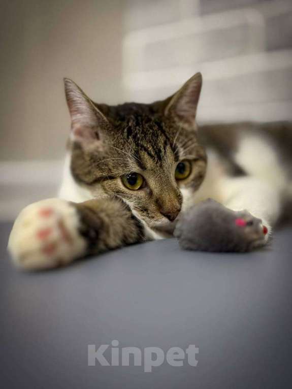 Кошки в Санкт-Петербурге: Ласковый котик Тима Мальчик, Бесплатно - фото 1