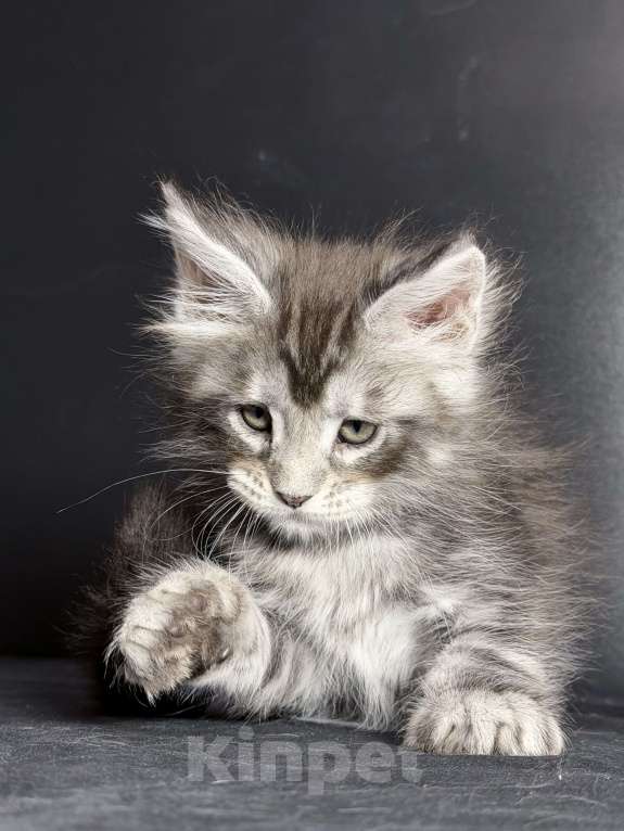 Кошки в других городах Московской области: Кокетка в серебряной шубке Девочка, 30 000 руб. - фото 5