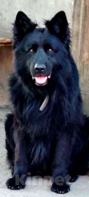 Собаки в Краснодаре: Вязка кобеля черного окраса  DDR крови Мальчик, 50 000 руб. - фото 1