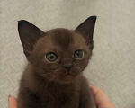 Кошки в Твери: Бурманский котёнок Мальчик, Бесплатно - фото 2