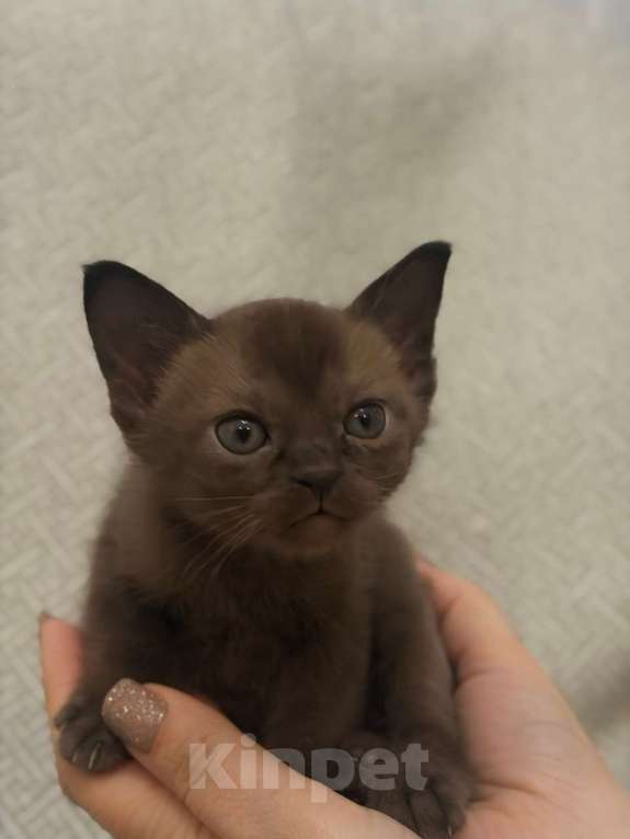 Кошки в Твери: Бурманский котёнок Мальчик, Бесплатно - фото 2