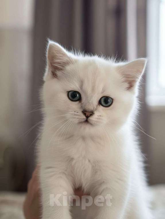 Кошки в Санкт-Петербурге: Британский котенок. Мальчик, 35 000 руб. - фото 1