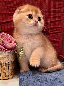 Шотландские золотые мальчики