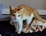 Кошки в Рязани: Котёнок Мальчик, Бесплатно - фото 1