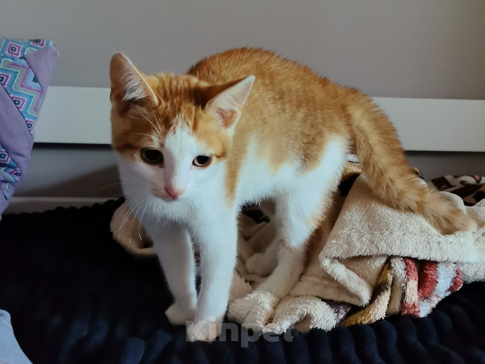 Кошки в Рязани: Котёнок Мальчик, Бесплатно - фото 1