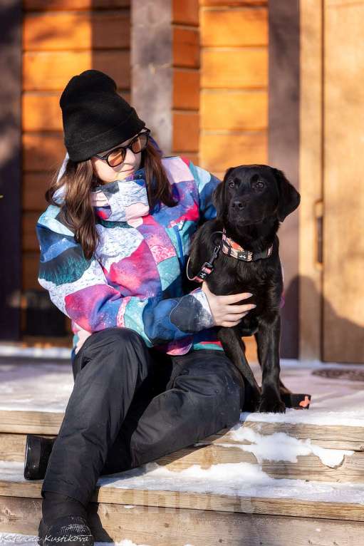 Собаки в Москве: Черный щенок лабрадора  Девочка, 50 000 руб. - фото 1