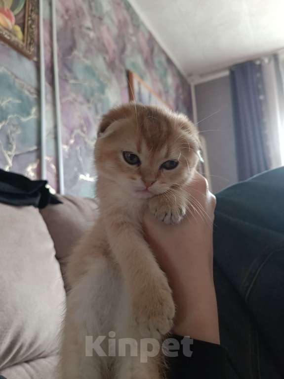 Кошки в Екатеринбурге: Вислоухий мальчик окрас ny11 Мальчик, 16 000 руб. - фото 6