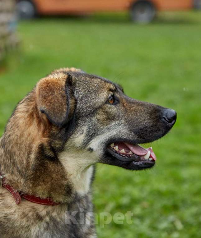 Собаки в Москве: Шерри. Собака из приюта с потрясающей улыбкой Девочка, Бесплатно - фото 3