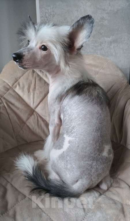 Собаки в Санкт-Петербурге: Предлагаются голые мальчики китайской хохлатой собаки Мальчик, 30 000 руб. - фото 6