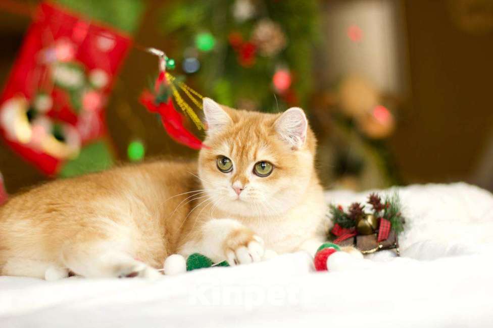 Кошки в Москве: Британский котенок Петунья Девочка, 70 000 руб. - фото 10