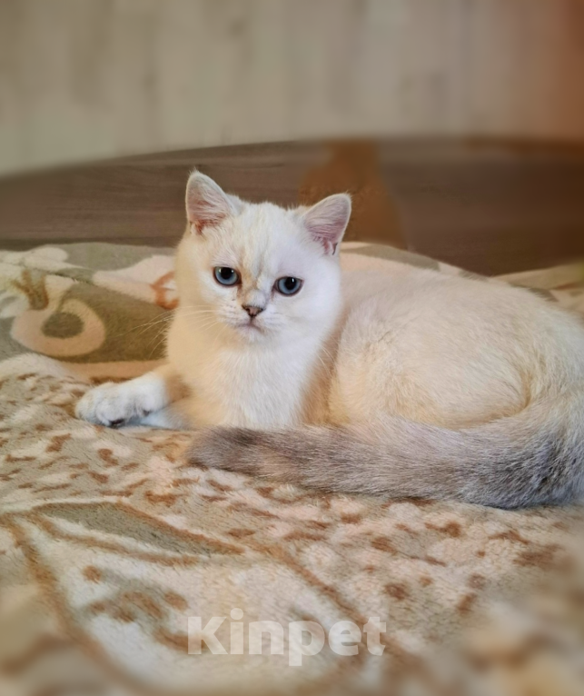 Кошки в Санкт-Петербурге: Британская шиншилла. Мальчик, 25 000 руб. - фото 1