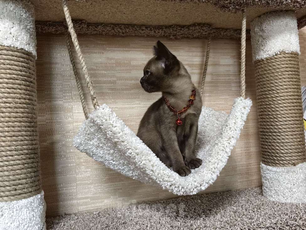 Кошки в Москве: Бурманские котята Девочка, 40 000 руб. - фото 3