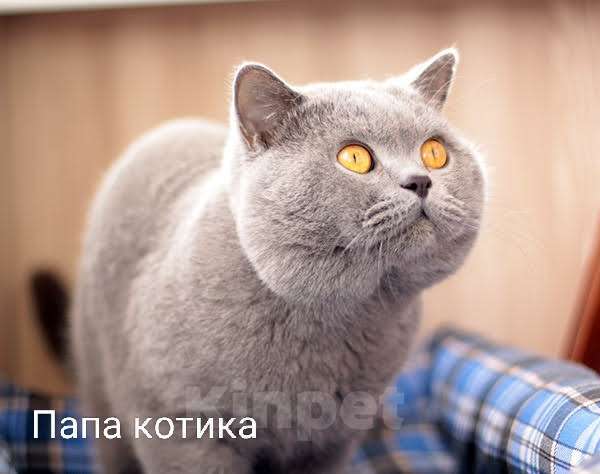 Кошки в Москве: Британский голубой котик, Gek TinArden*RU Мальчик, 30 000 руб. - фото 5