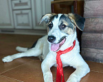Собаки в Химках: Улыбака Лиза ищет дом Девочка, Бесплатно - фото 1