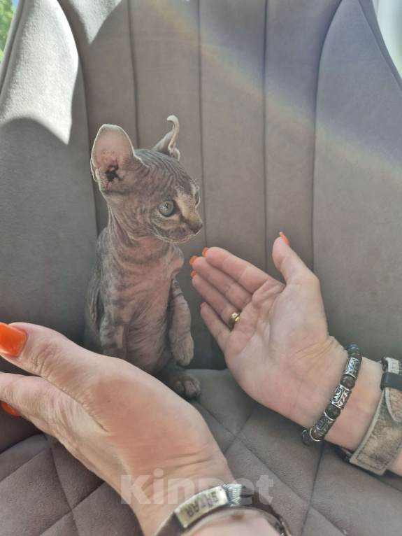 Кошки в других городах Московской области: Эльф кошечка( котенок) Девочка, 27 000 руб. - фото 2