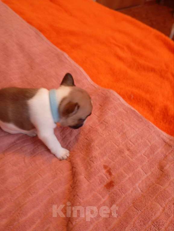 Собаки в Москве: Продаются Щенки Французкого Бульдога Девочка, 50 000 руб. - фото 4