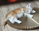 Кошки в Астрахани: Котята мейн-кун Разнополые, 20 000 руб. - фото 4
