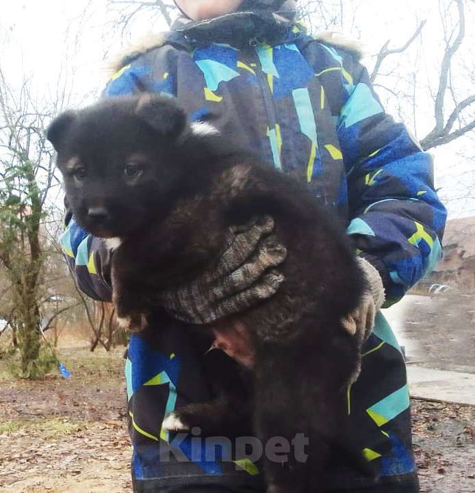 Собаки в Химках: Отдам в добрые руки щенков породы Мальчик, Бесплатно - фото 2