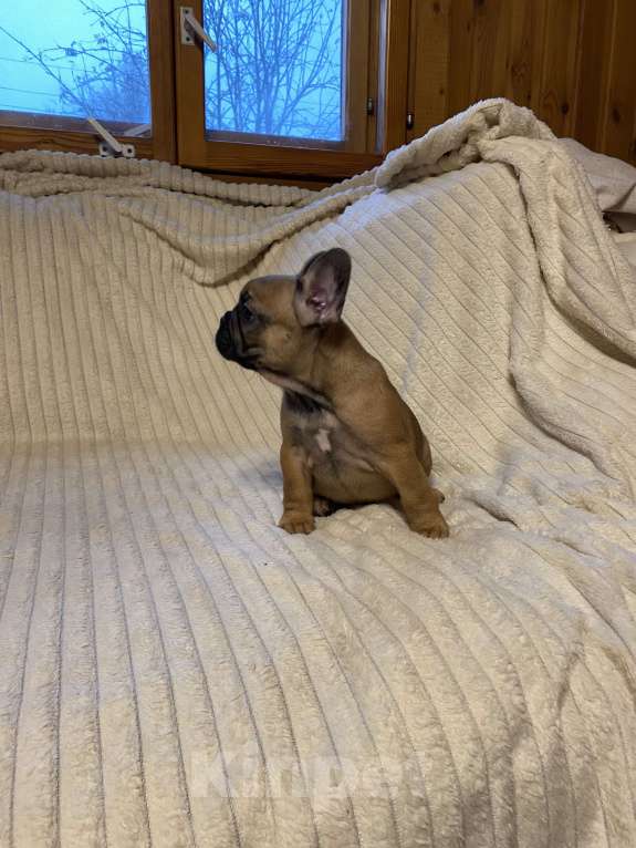 Собаки в Санкт-Петербурге: Шикарная девочка француженка  Девочка, 40 000 руб. - фото 6