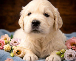 Собаки в Москве: Щенки золотистого ретривера  Мальчик, 100 000 руб. - фото 2