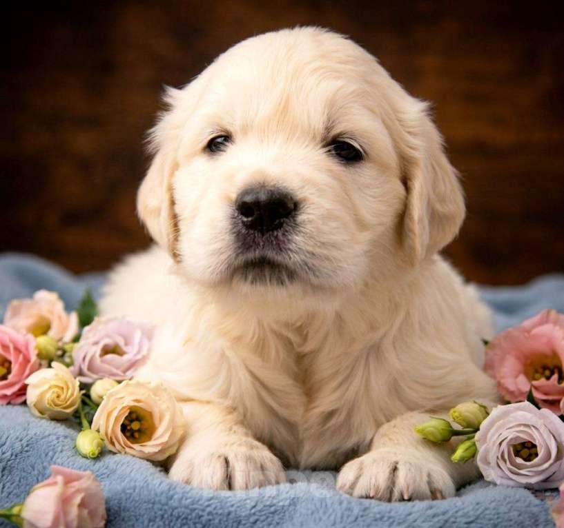 Собаки в Москве: Щенки золотистого ретривера  Мальчик, 100 000 руб. - фото 2