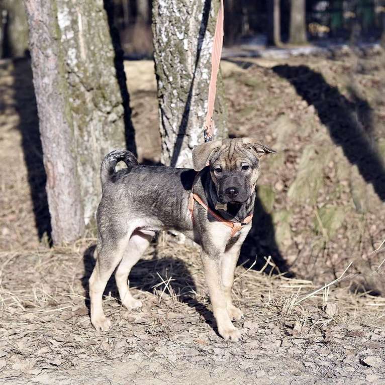 Собаки в Пушкино: Линк, 3 месяца. Метис шарпея Мальчик, 500 руб. - фото 3