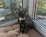 Кошки в Санкт-Петербурге: Котенок Бэсса Девочка, Бесплатно - фото 6