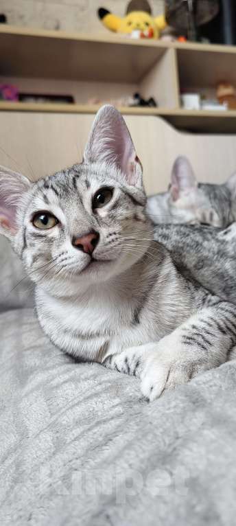 Кошки в Санкт-Петербурге: Котята Мау Дионис Мальчик, 45 000 руб. - фото 1